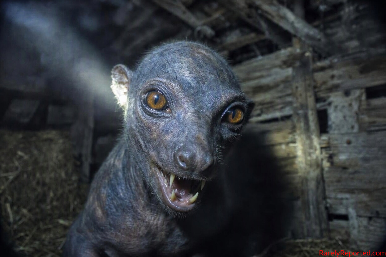 Texas Rancher Corners Real Chupacabra In Barn