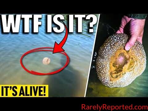 Something BIZARRE Was Floating in the Water… It Was Alive! (Strange Sightings 2026)