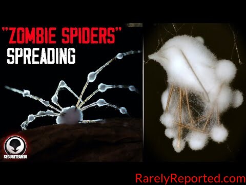 Something TERRIFYING Is Happening to Spiders.. Scientists Worried!